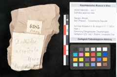 Foto (Objekt + Etikett) von Dothidea acericola Heer (NHMW-GEO-2024-0188-6385)